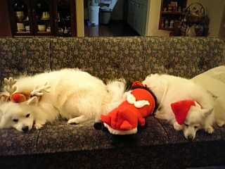 サンタさんの夢でも見てるかな？