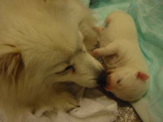 ファーストキス