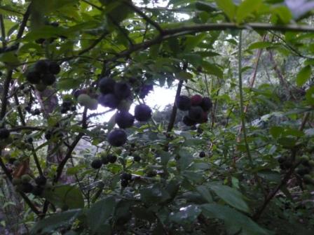 ブルーベリー２.JPG