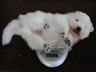 １０００グラム超えたよ