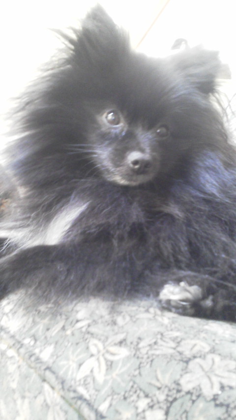 おとなでちから♪