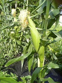 とうもろこし