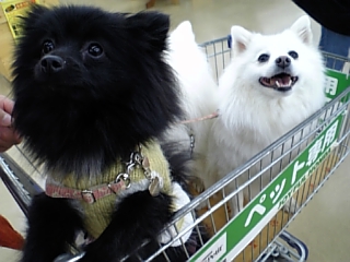 たのちいでち♪