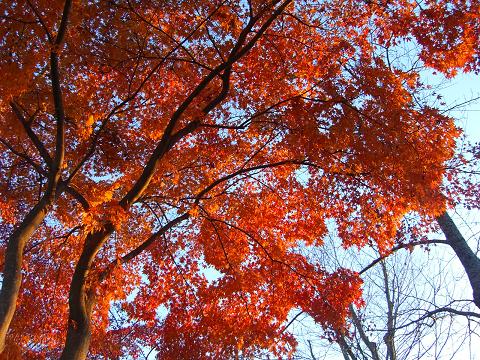 紅葉.JPG
