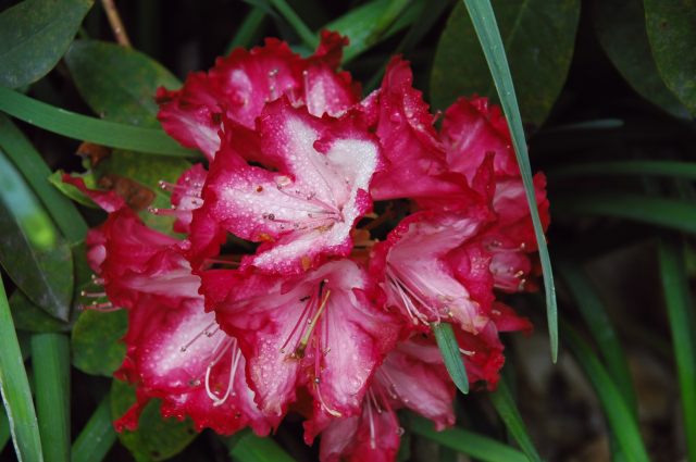 シャクナゲの花