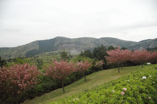 公園展望台からの風景