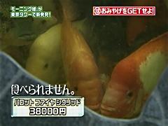 東京タワー水族館で展示、販売されている魚。