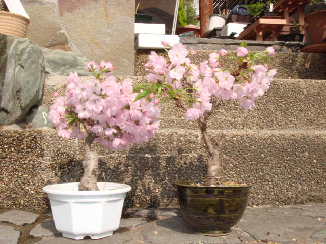 桜２本