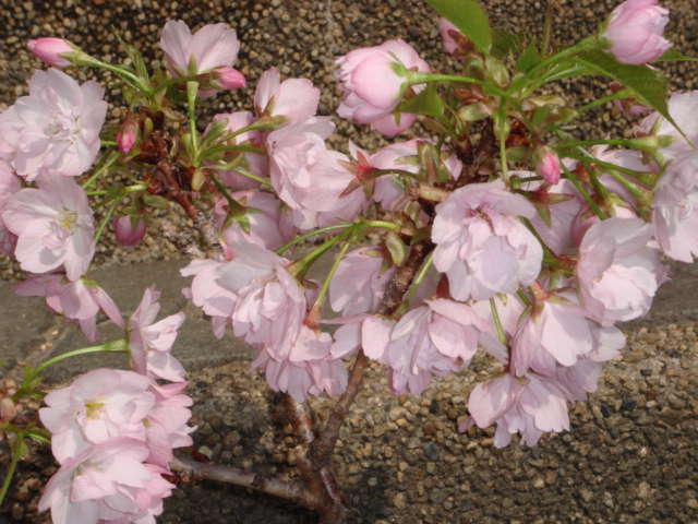 桜開花２