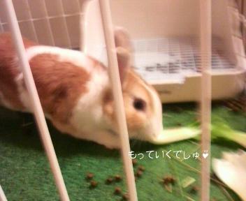 20110422はっちゃん　そーっと！.jpg