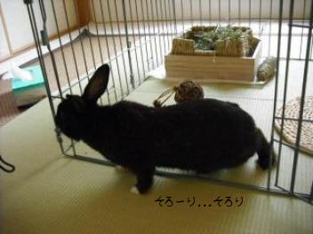 20110427和室公園　ぴーちゃん　5.jpg