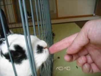 20110427和室公園　ぴょんちゃん　7.jpg