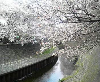 20110410桜　2.jpg