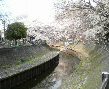 20110410桜　3.jpg