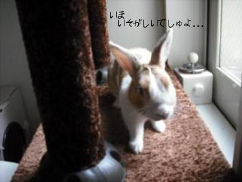 20110310お昼寝はっちゃん　2.jpg