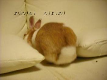 20110310ホリホリはっちゃん　1.jpg