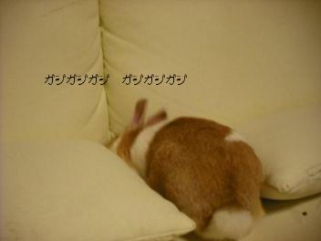 20110310ホリホリはっちゃん　2.jpg