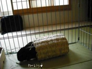 20110423和室公園　ぴーちゃん　5.jpg