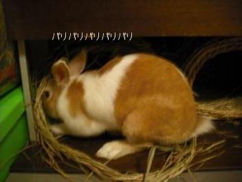 20110310ホリホリはっちゃん　3.jpg