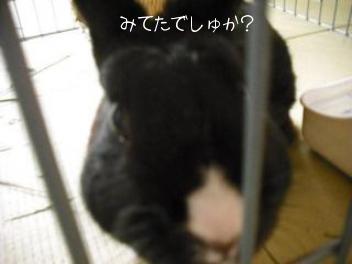 20110423和室公園　ぴーちゃん　6.jpg