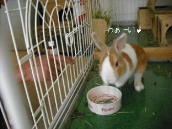 20110427はっちゃん　2.jpg