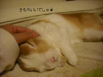 20110310夕寝はっちゃん　1.jpg