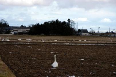 白鳥田んぼに避難