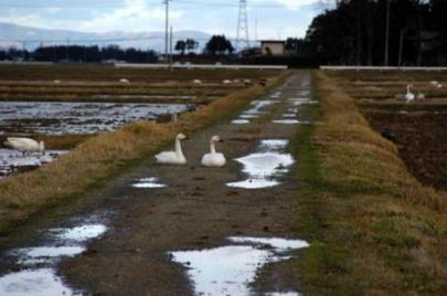 白鳥道路でお休み