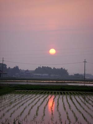 田んぼの夕陽.jpg