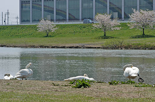 白鳥と桜.jpg