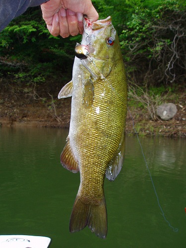 20100619nazoスモール38cm740g