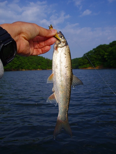 20100609nazoウグイ25cm