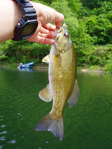 20100613akimotoスモール25cm-2