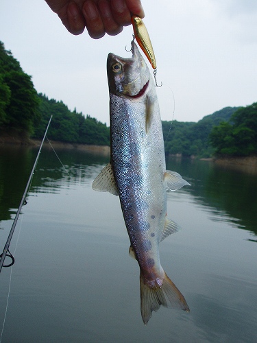 20100619nazoヤマメ28cm