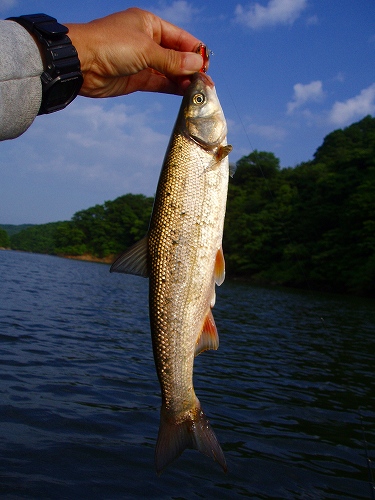 20100609nazoウグイ35cm