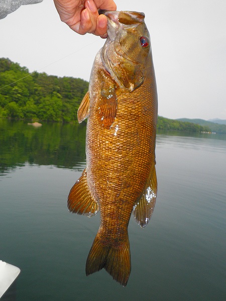 20110610hibara41cm1080g