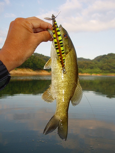 20100808nazo25cmスモール