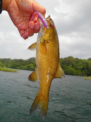 20110610hibara22cm-6