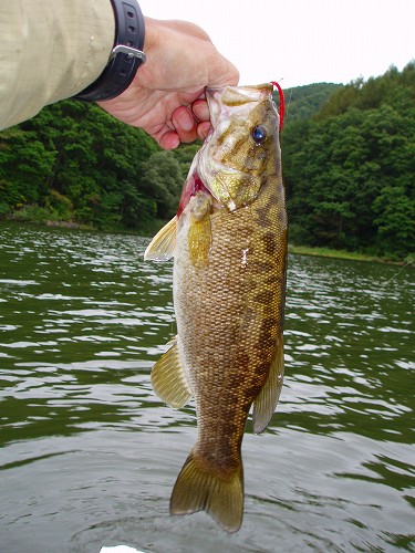 20100924akimotoサンスン32cm420g