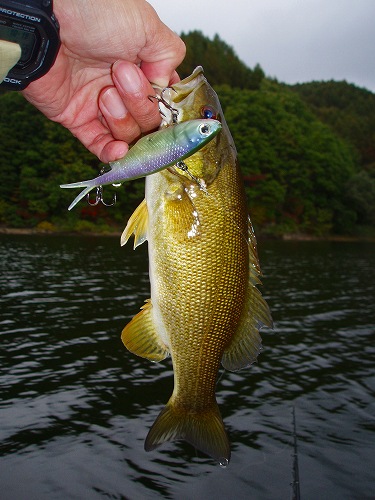 20101019akimotoトランザム25cm