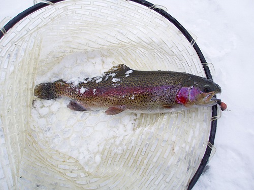 20110303GPfuboドナルドソン35cm