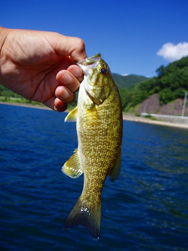 20100905inawashiro22cm-2