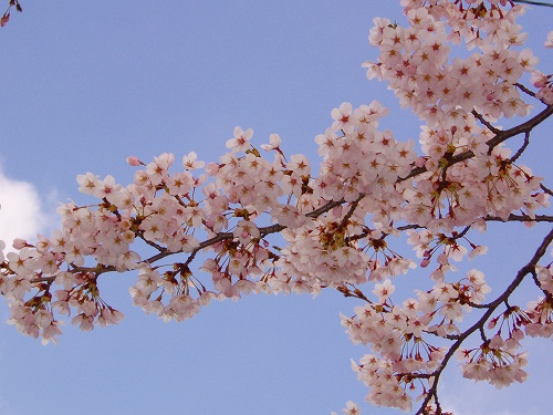 20100424sakurasaku家の庭の桜♪