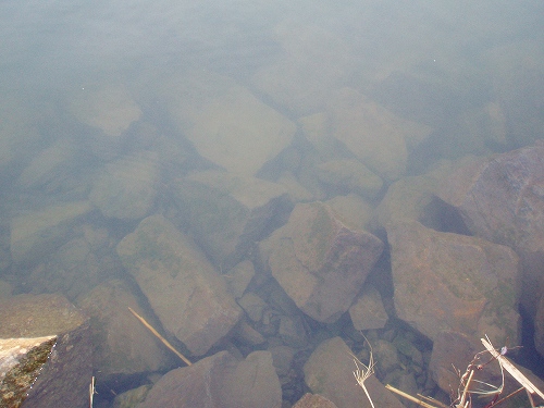 20100319sakura2北上川透明度良好