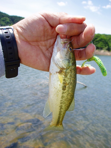 20100625nazoラージ18cm