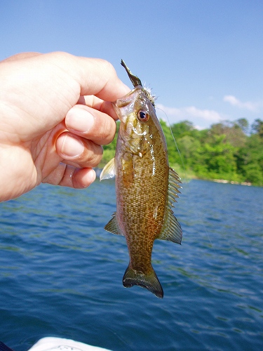 20100612hibaraフライでスモール15cm-1