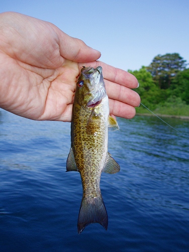 20100612hibaraフライでスモール15cm-2