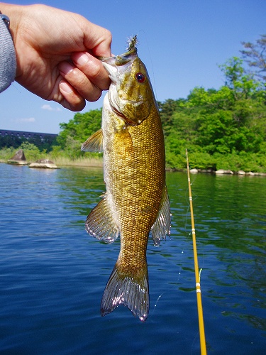 20100612hibaraフライでスモール26cm