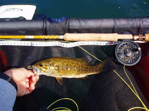 20100612hibaraフライでスモール26cm-1