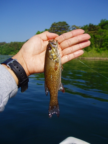 20100612hibaraフライでスモール18cm